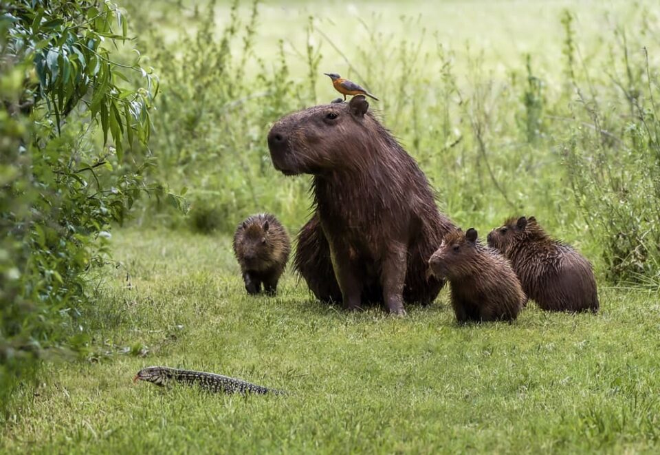 A family of capybaras watching a reptile, with a bird on one capybara's head