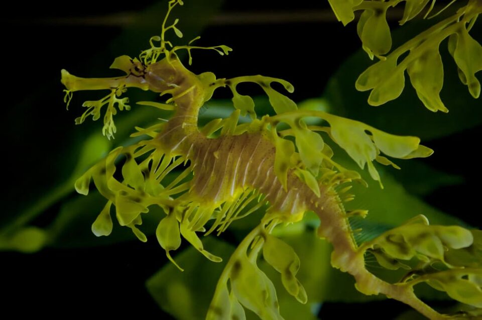 Leafy sea dragon