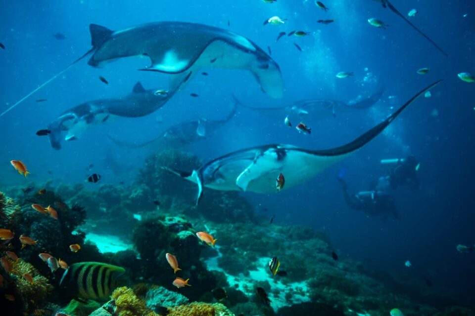 Reef manta rays swimming near a reef