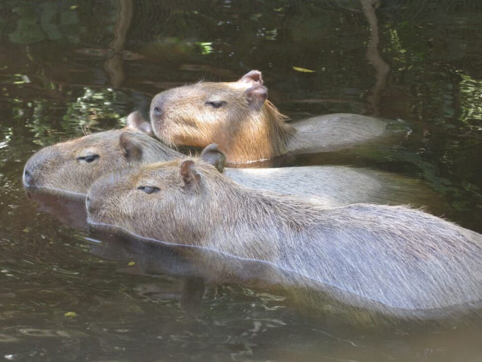 Capybaras swimming in the water