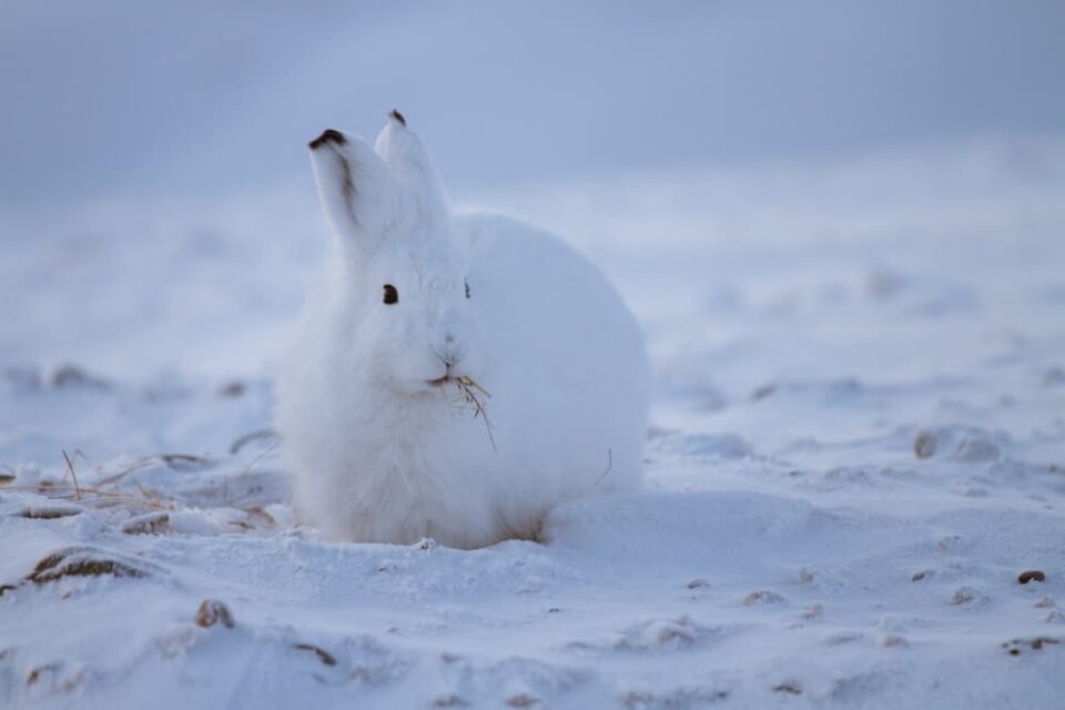Arctic hare on snowfield