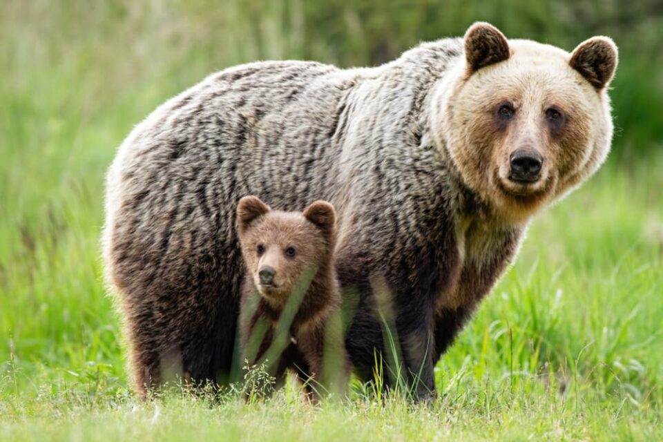 Mother brown bear and her cub