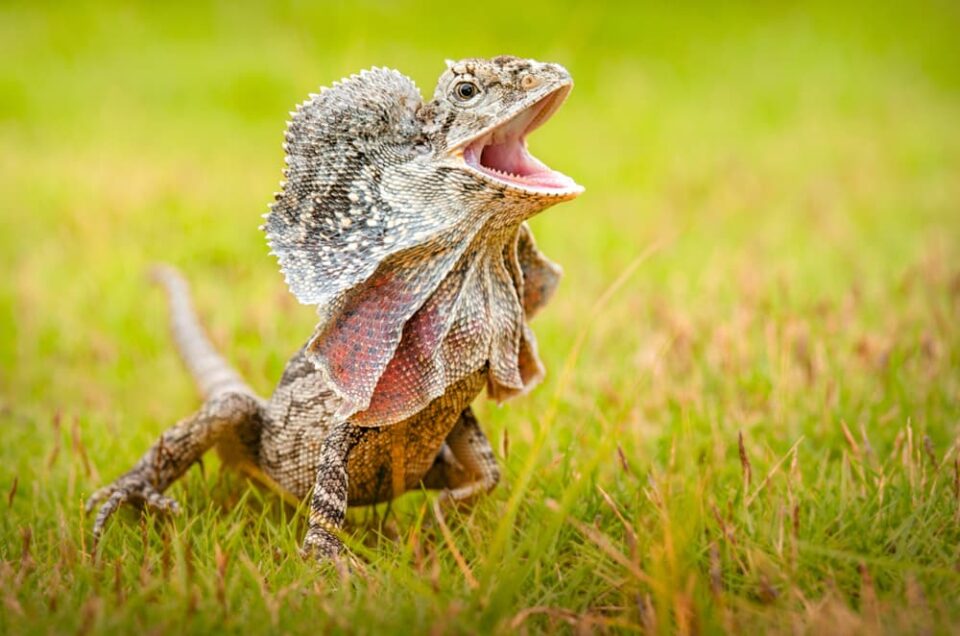 Frilled lizard with mouth open