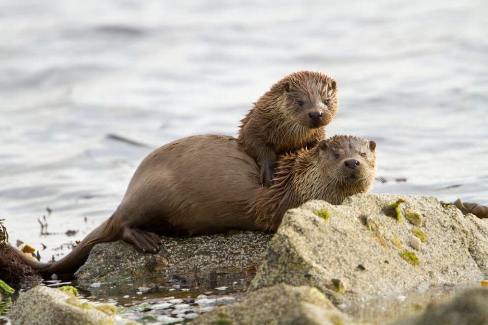 River otter mother and pup