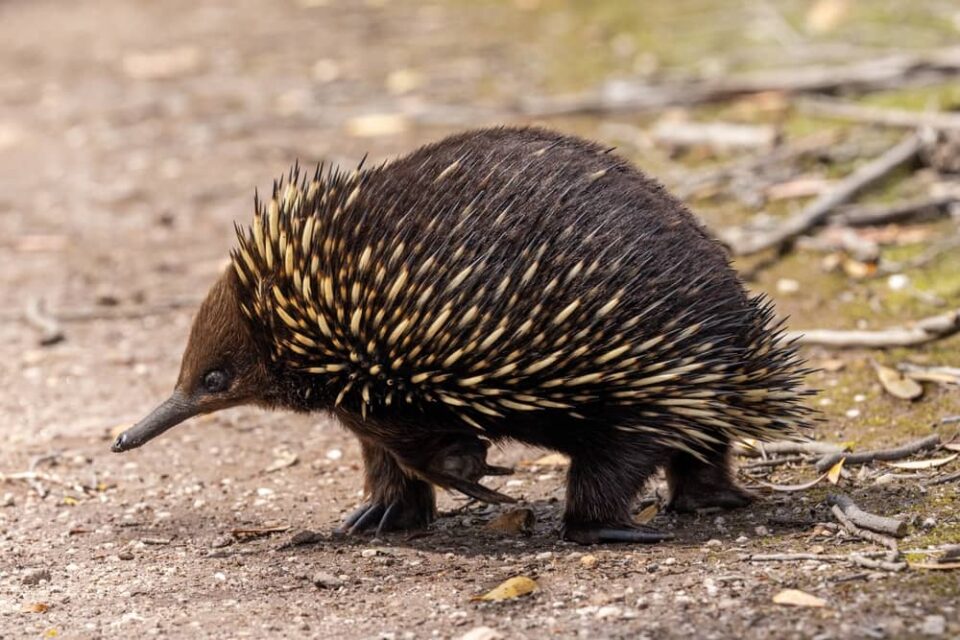 Short-beaked echidna walking