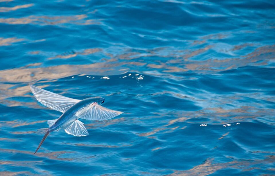 Flying fish over the water