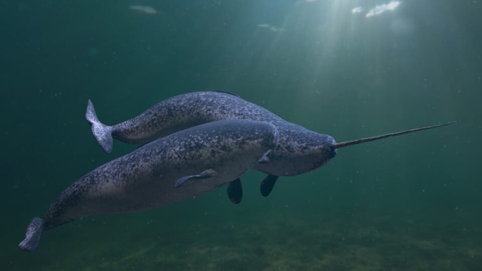 Narwhal and calf swimming underwater