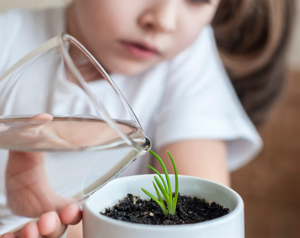 A child watering a small houseplant.