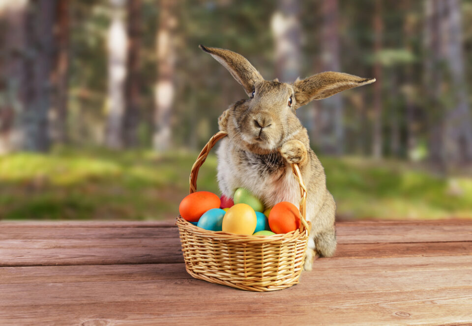 A cute bunny sitting next to an Easter basket.