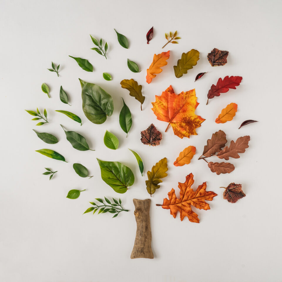 Leaves arranged to look like a tree transitioning between summer and fall.