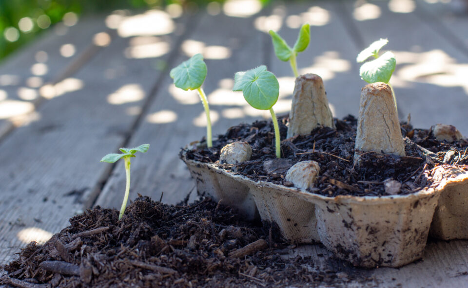 Seedlings sprouting out of an egg carton planter