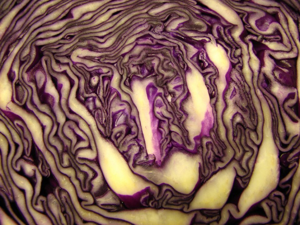 Cabbage