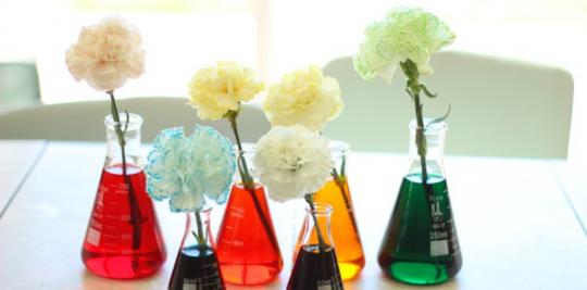 Color changing carnations experiment