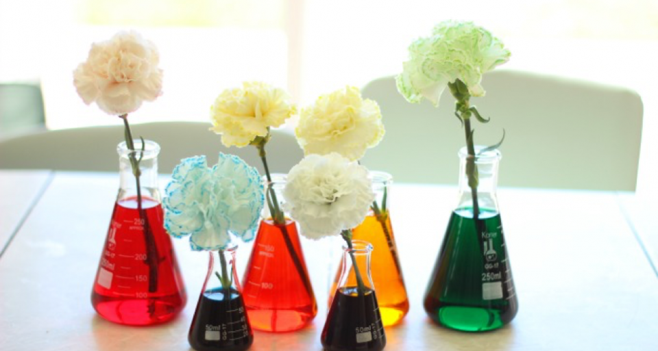 Color changing carnations experiment