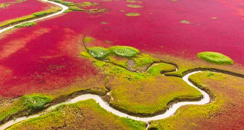 Panjin Red Beach, China
