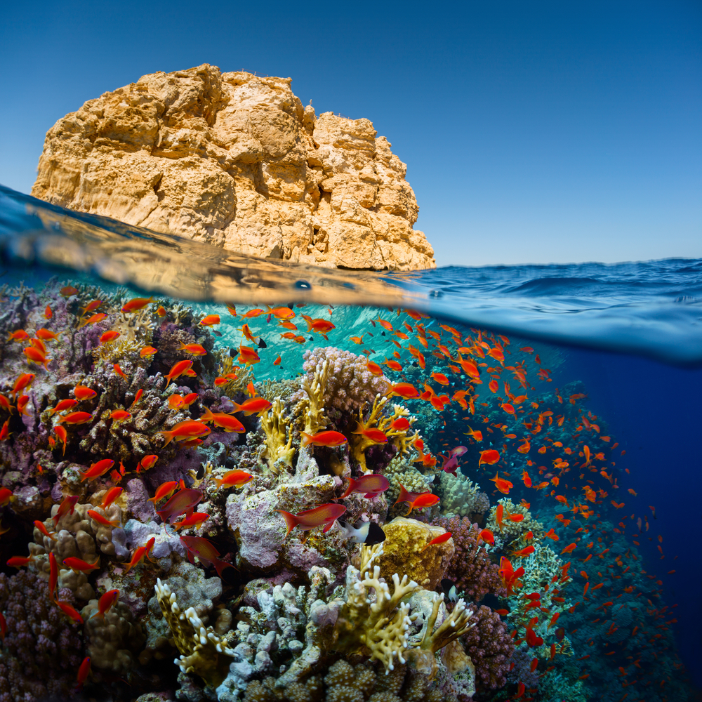 Colorful fish and coral in the waters of Ras Muhammad National Park in Egypt - Little Passports photo gallery