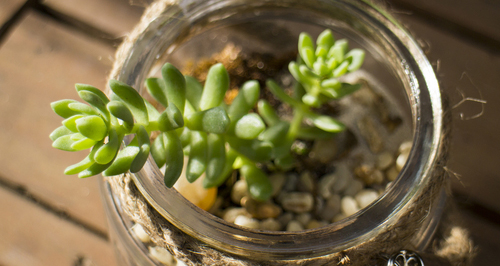 Rainforest in a jar