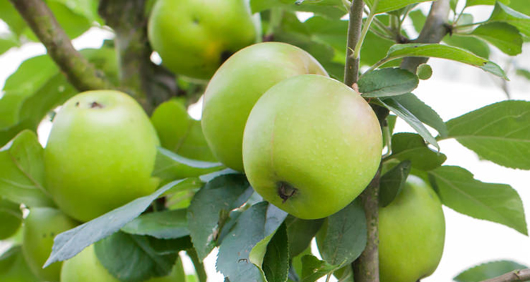 Colonial Virginia Apple Tansey Recipe