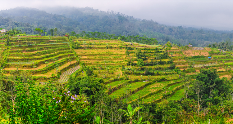 Exploring the Rice Fields of Bali (and a Yummy Recipe!)