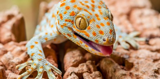 Tokay Gecko