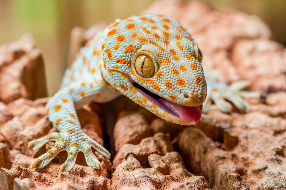 Tokay Gecko