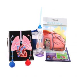 STEM Heart & Lungs Kit Image