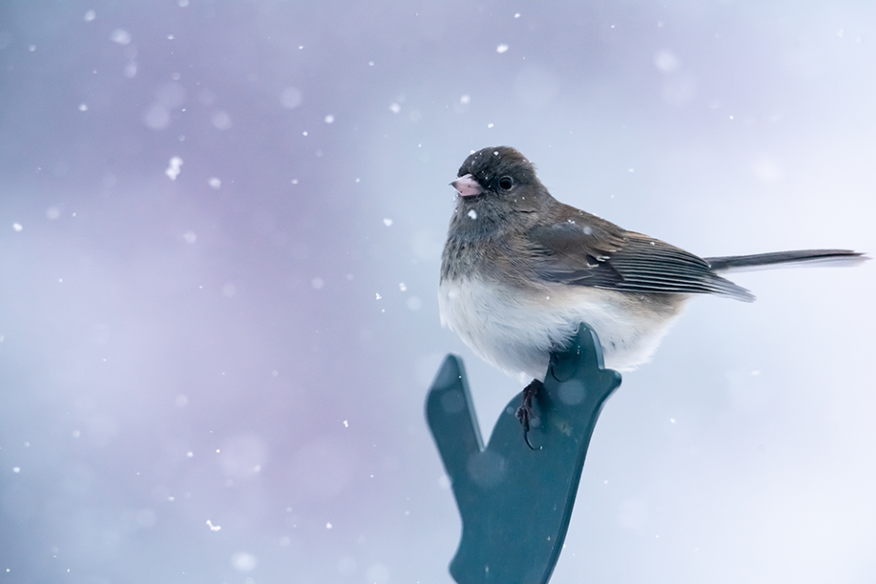 Dark-eyed junco in the winter