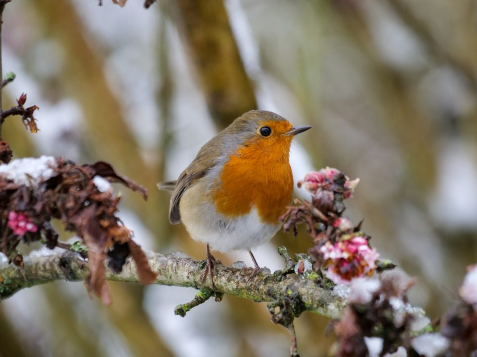 European robin in winter