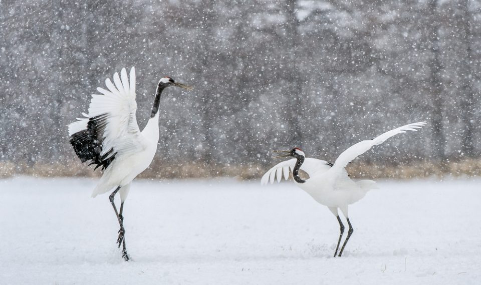 Red-crowned cranes dancing in a snowstorm