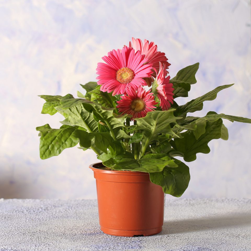 Gerbera daisies planted in a pot