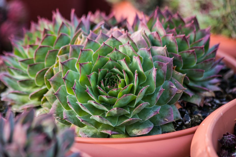 Hens and chicks planted in pots