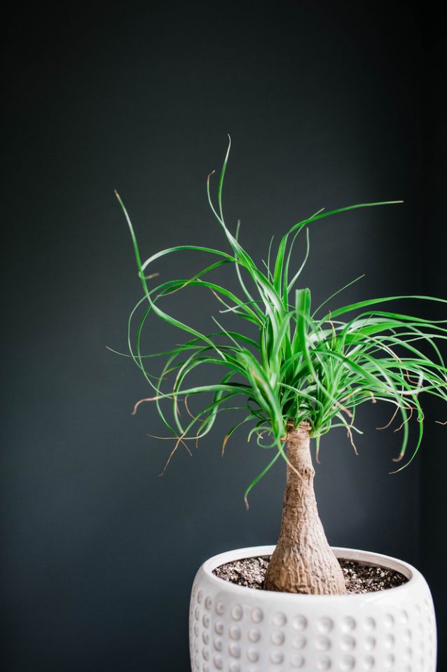 A ponytail palm plant in a pot