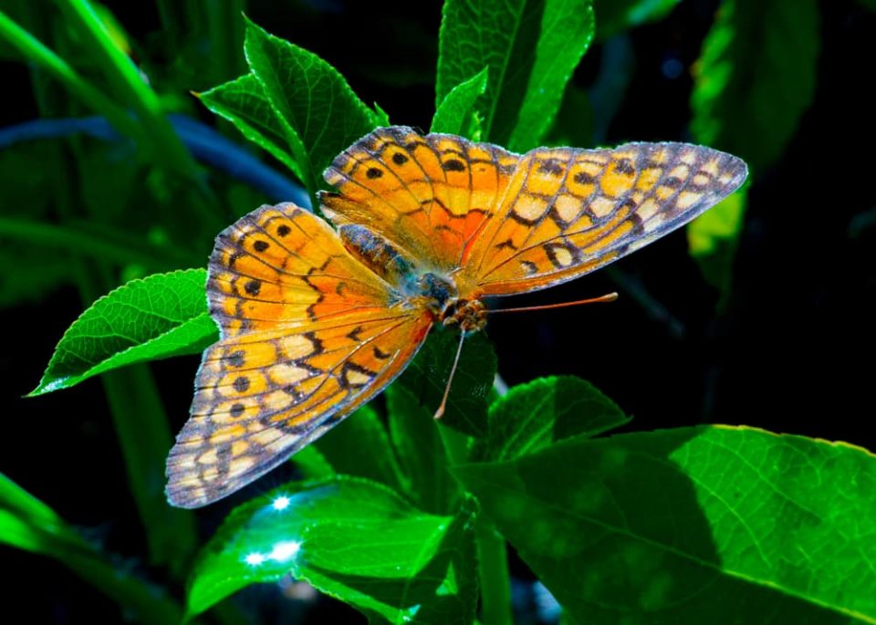 An adult butterfly warming its wings