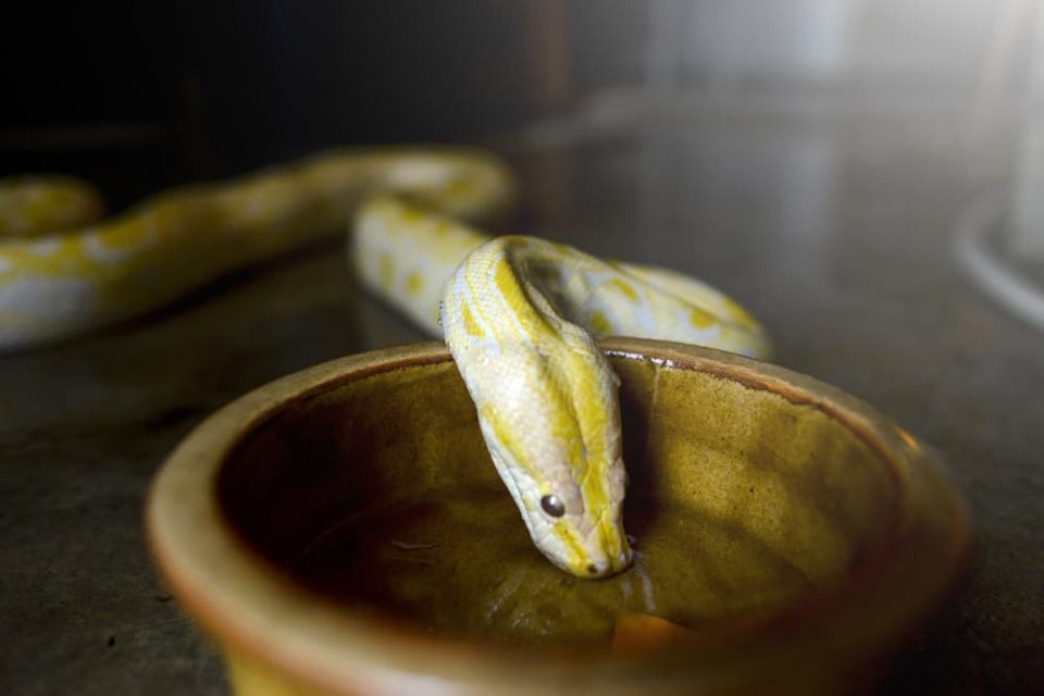 An albino python drinking water