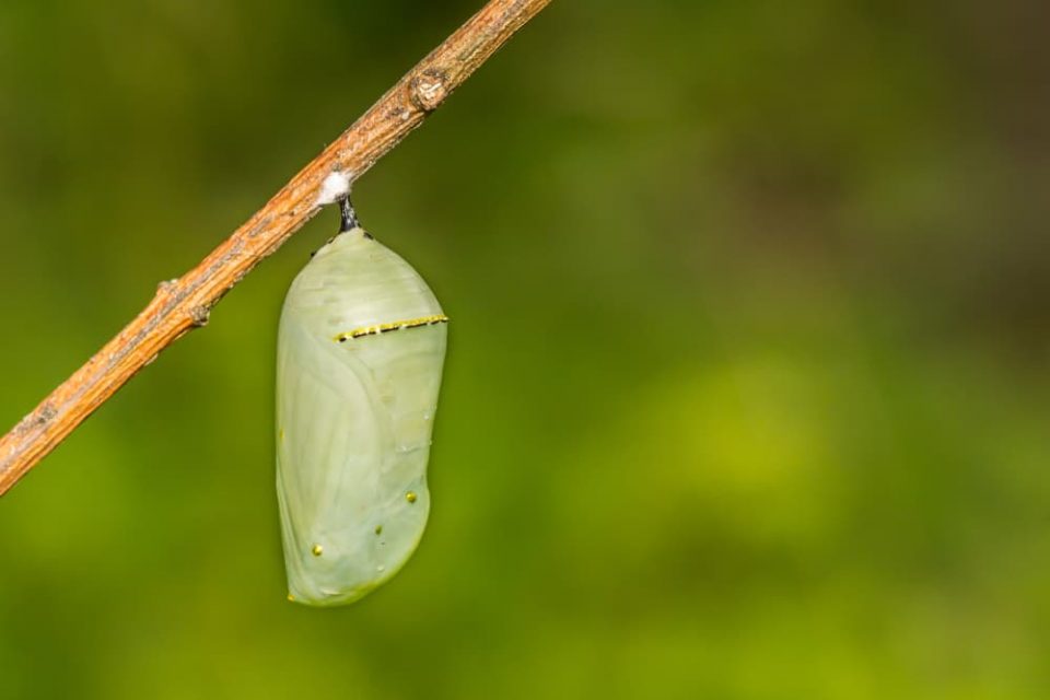 A butterfly chrysalis hanging from a twig