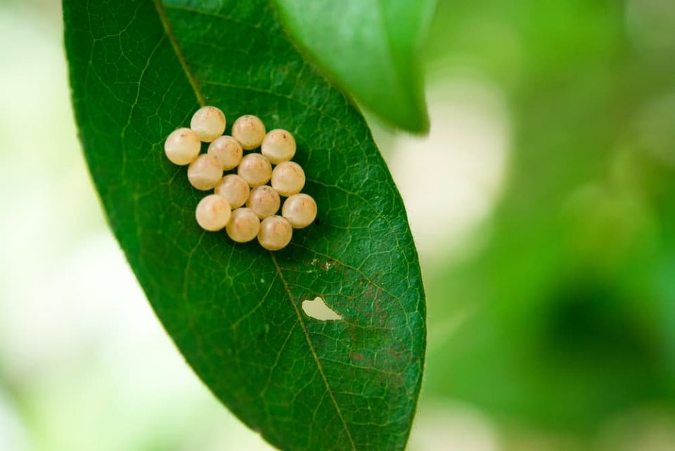 Butterfly eggs on a leaf