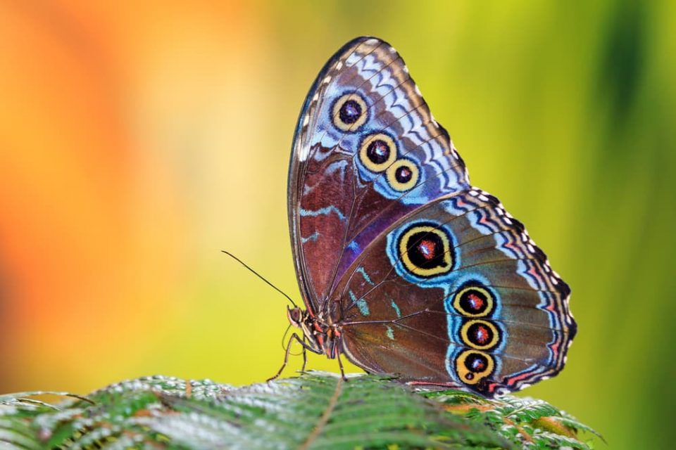 A butterfly showing off its wings on a leaf