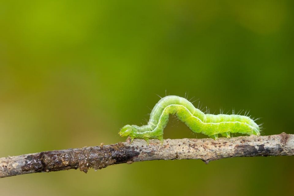 A butterfly larva (caterpillar)