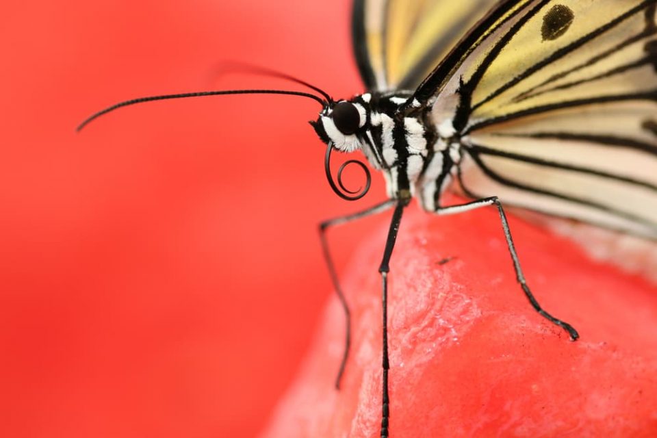 Close-up image of a butterfly with a curled-up proboscis