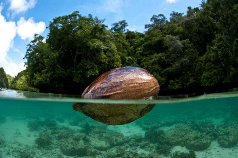 Coconut floating in water