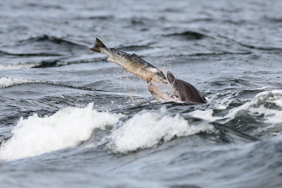 A dolphin about to eat a fish in the ocean