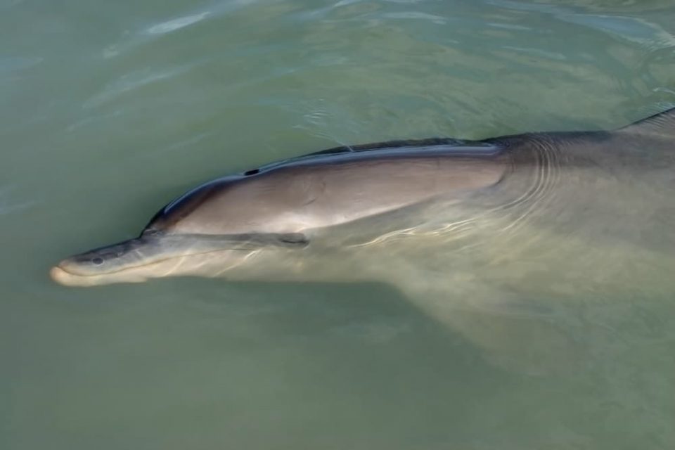 Dolphin asleep at the water's surface