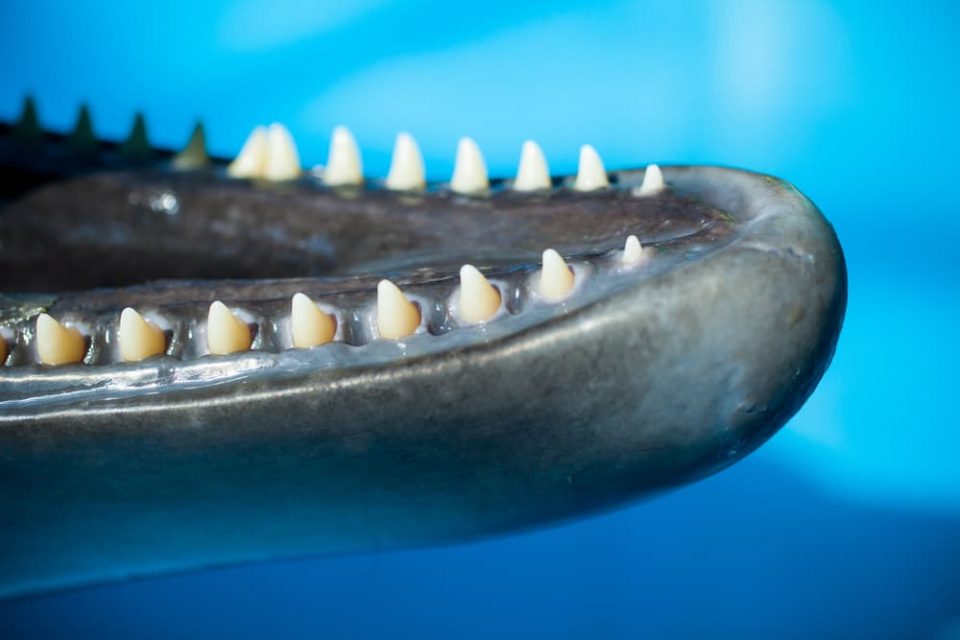 Dolphin teeth photographed close-up