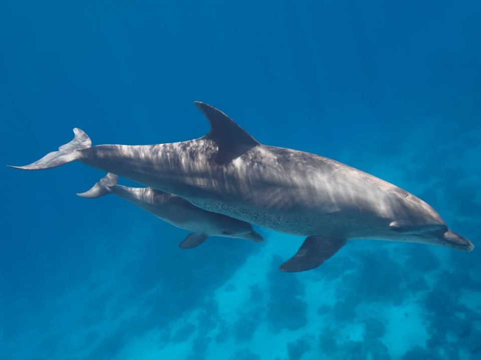 Adult dolphin swimming with baby