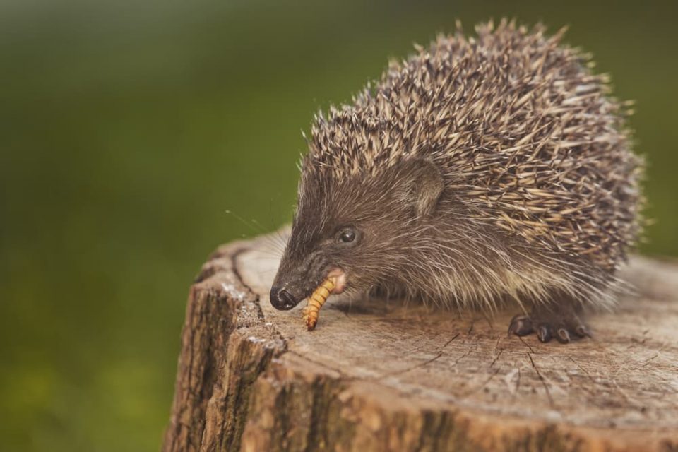 A hedgehog eating a grub
