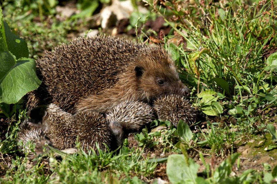 A hedgehog mother with her babies