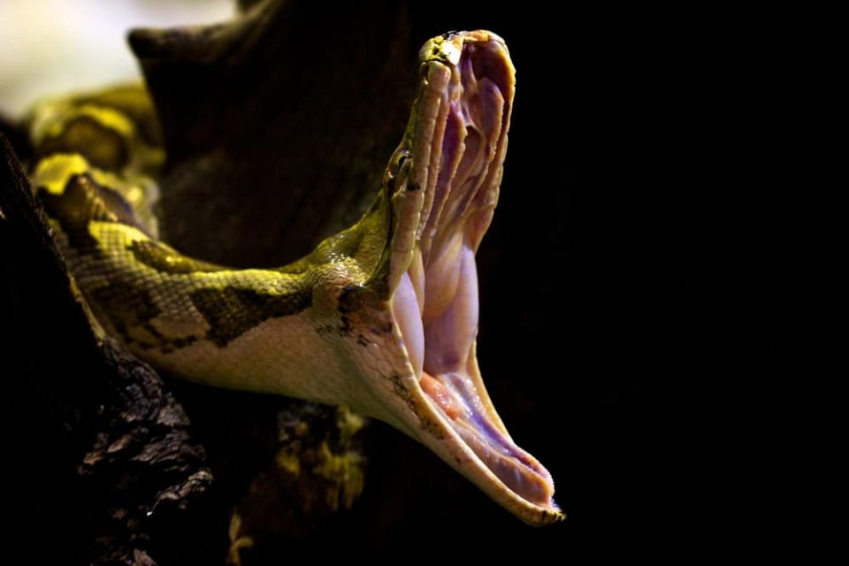 An Indian python "yawning"