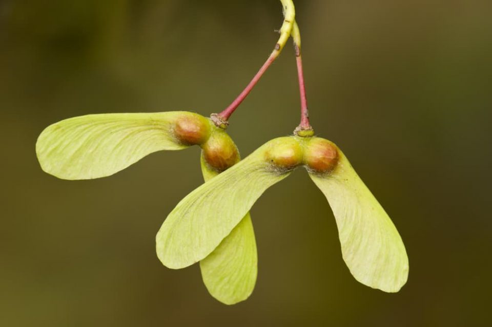 Maple seeds ready to travel by wind