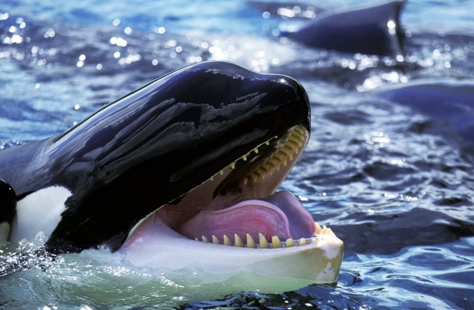 Photo of an orca with its mouth open, showing similarity to dolphins