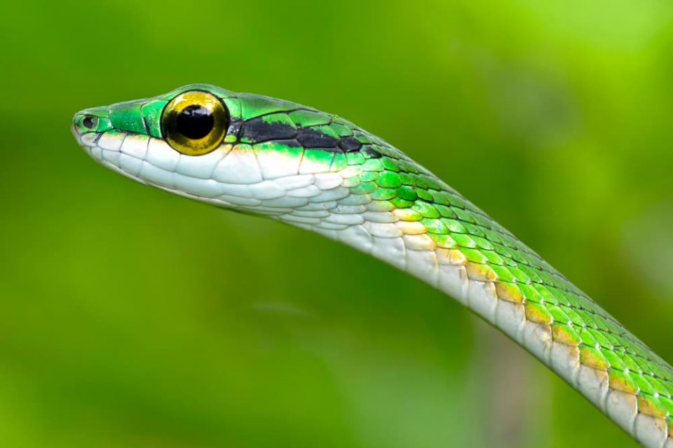 The head of a shiny green parrot snake